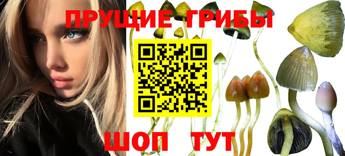 Псилоцибиновые грибы Psilocybe  Вход с VPN  купить  цена  Псилоцибиновые грибы ЛСД  Ногинск 